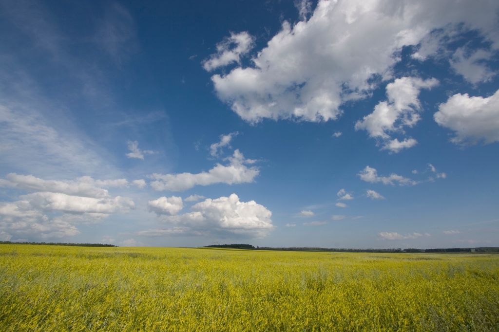 field of rapeseed and clouds