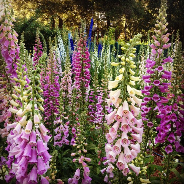 view from the picnic table, elizabeth gamble gardens, palo alto